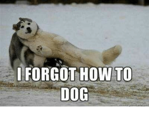 i-forgot-how-to-dog-15878169.png