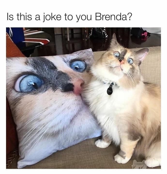 is-this-joke-brenda