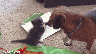 i-keepin-big-teefs-from-gettin-too-close