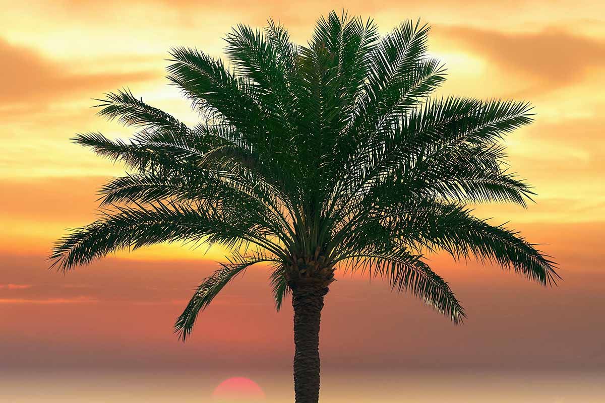 Palm-Tree-gulf+shores.jpg