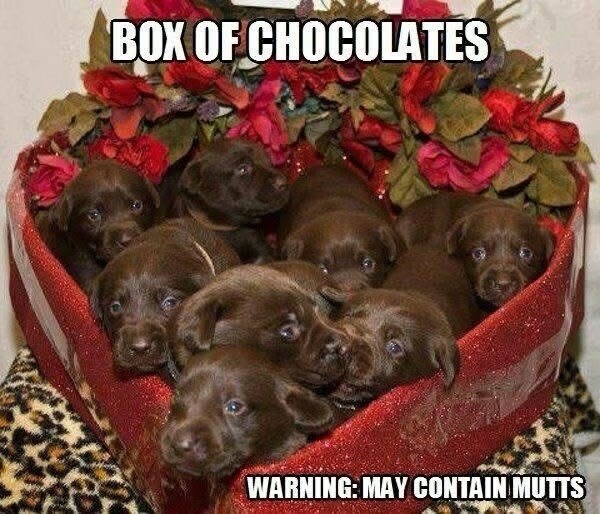 box-chocolates-warning-may-contain-mutts
