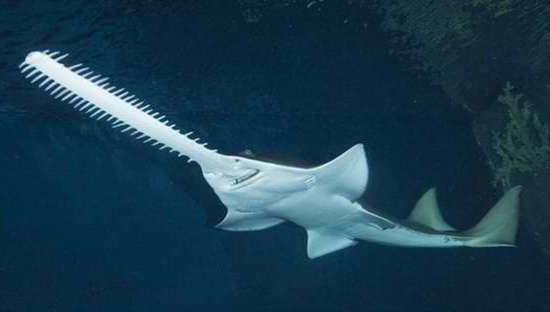 bahamas-sawshark1.jpg