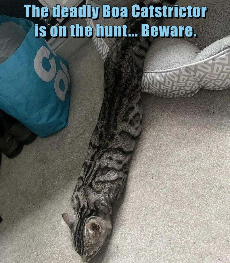 snake-cat
