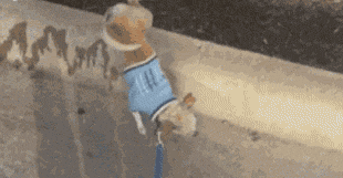 marking-your-territory-like-a-boss