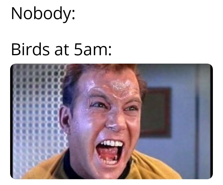 nobody-birds-at-5am