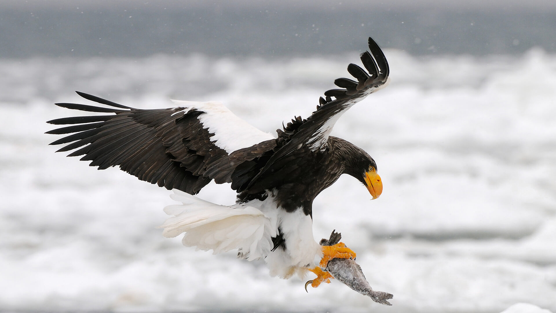 animals_hero_stellers_sea_eagle.jpg
