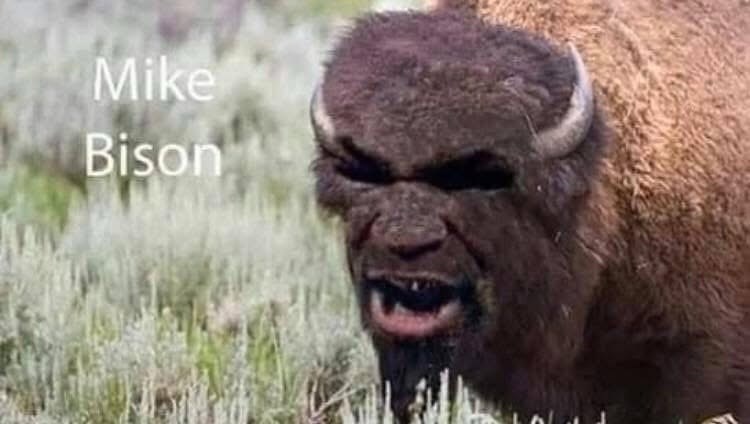 mike-bison