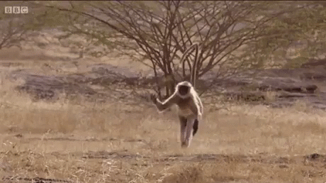 some-should-give-this-monkey-a-skateboard