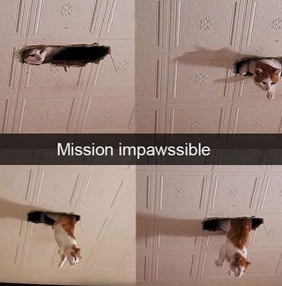 mission-impawssible