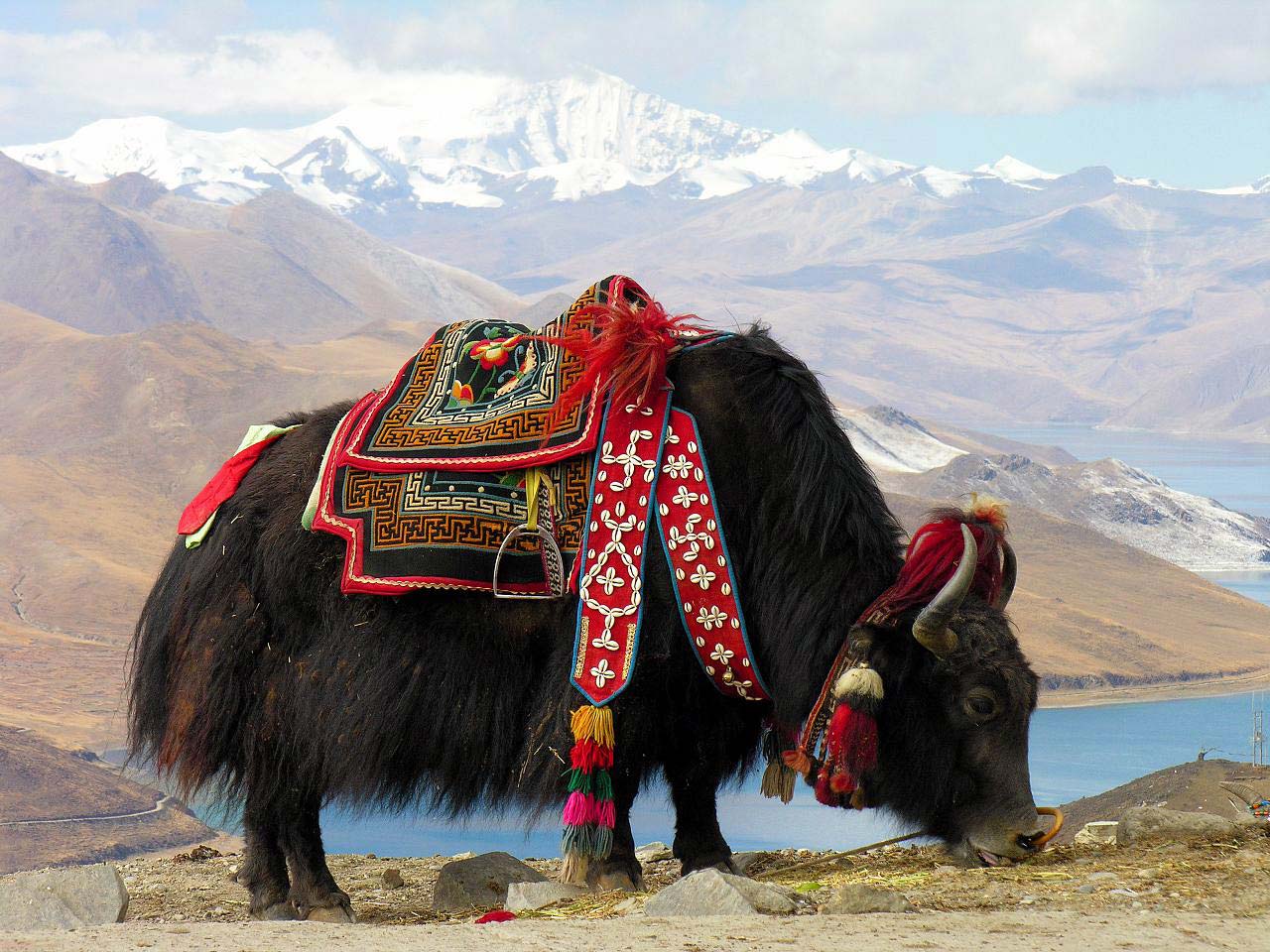 yak-Tibet-Autonomous-Region-China.jpg