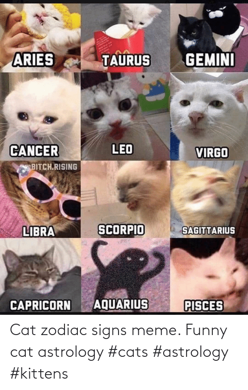 cat-zodiac-signs-meme-funny-cat-astrology-cats-astrology-kittens-69759715.png