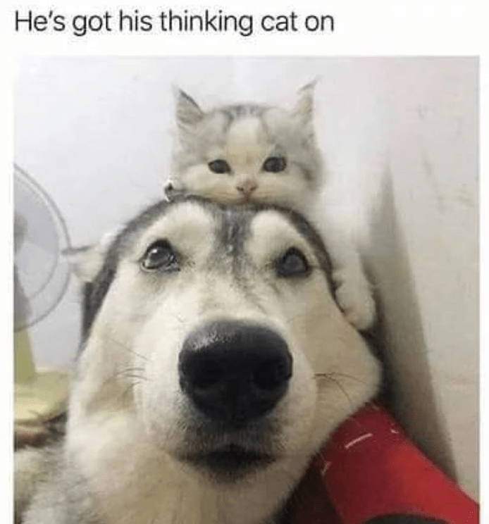 hes-got-his-thinking-cat-on