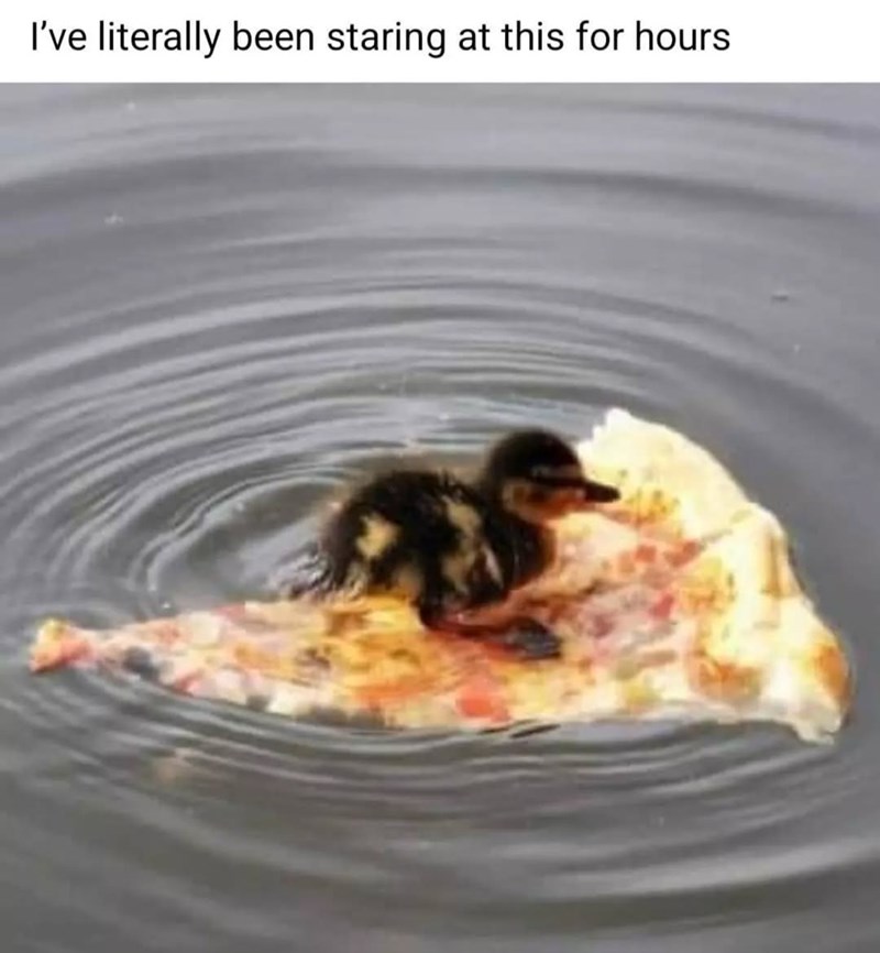 literally-been-staring-at-this-hours