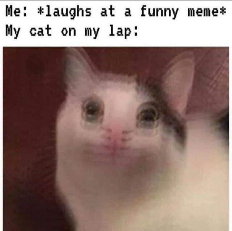 laughs-at-funny-meme-my-cat-on-my-lap