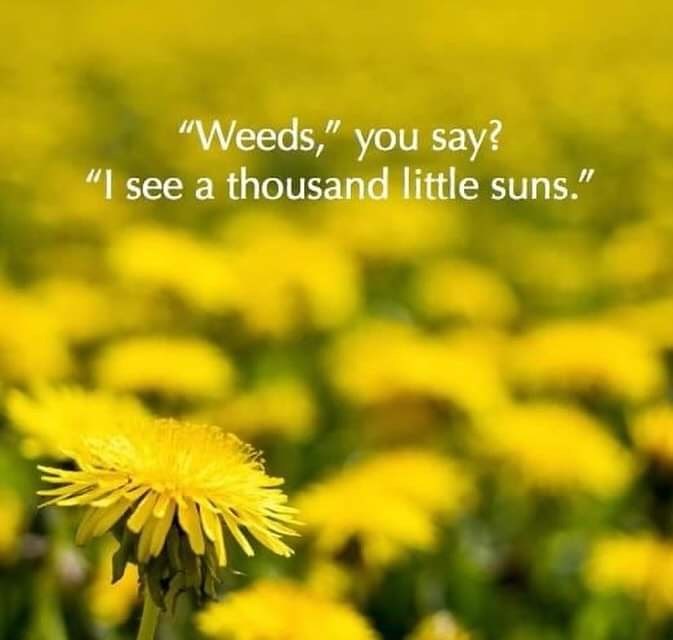 weeds-say-see-thousand-little-suns