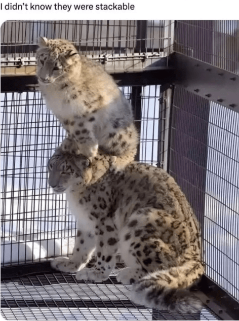 didnt-know-they-were-stackable