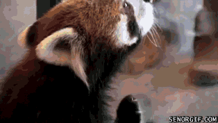 apple-slices-are-delicious