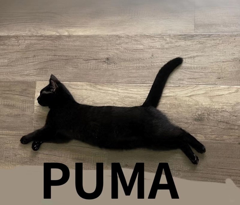 puma