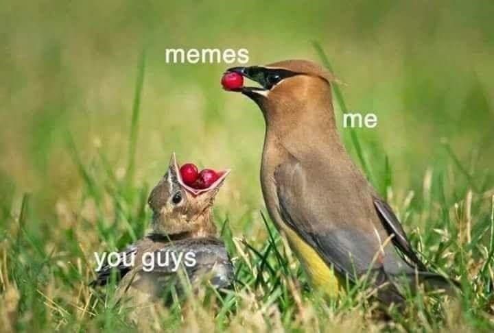 memes-guys
