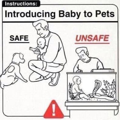 instructions-introducing-baby-pets-safe-unsafe