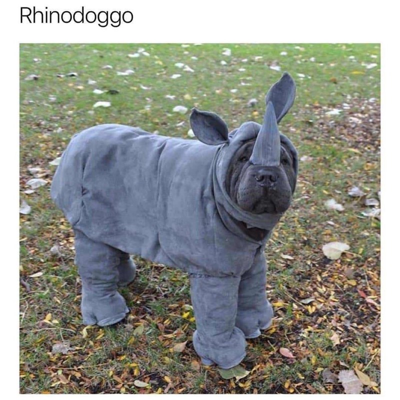 rhinodoggo