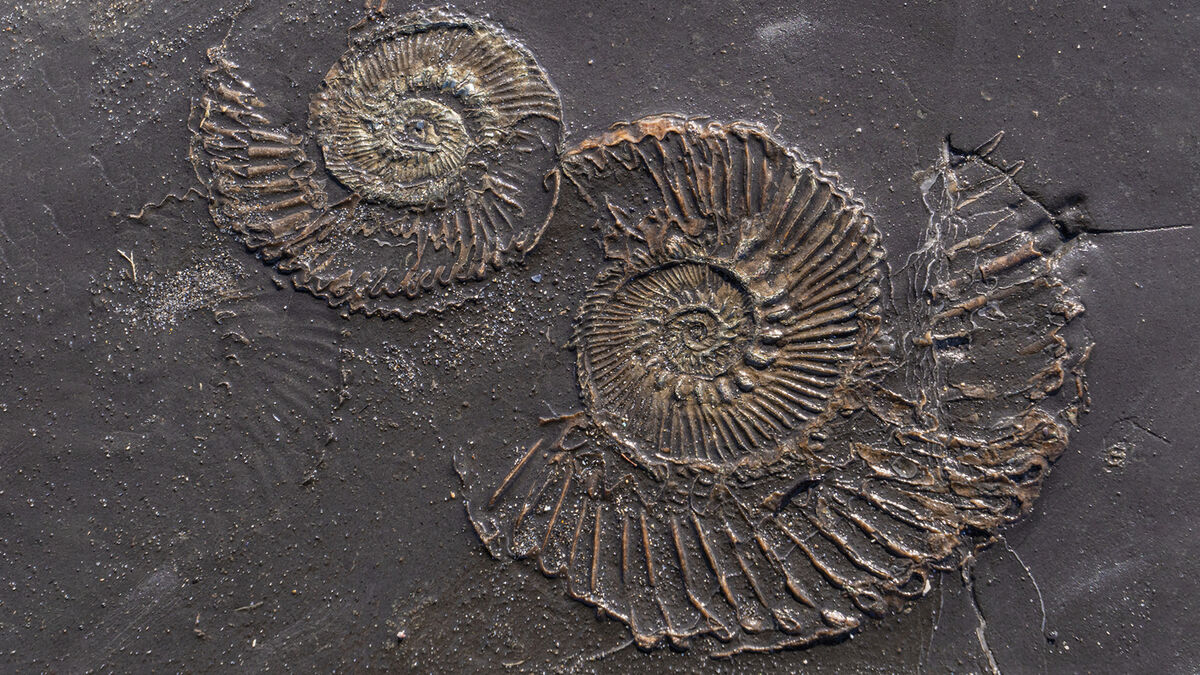 fossil-kimmeridge-bay_27c5571306.jpg