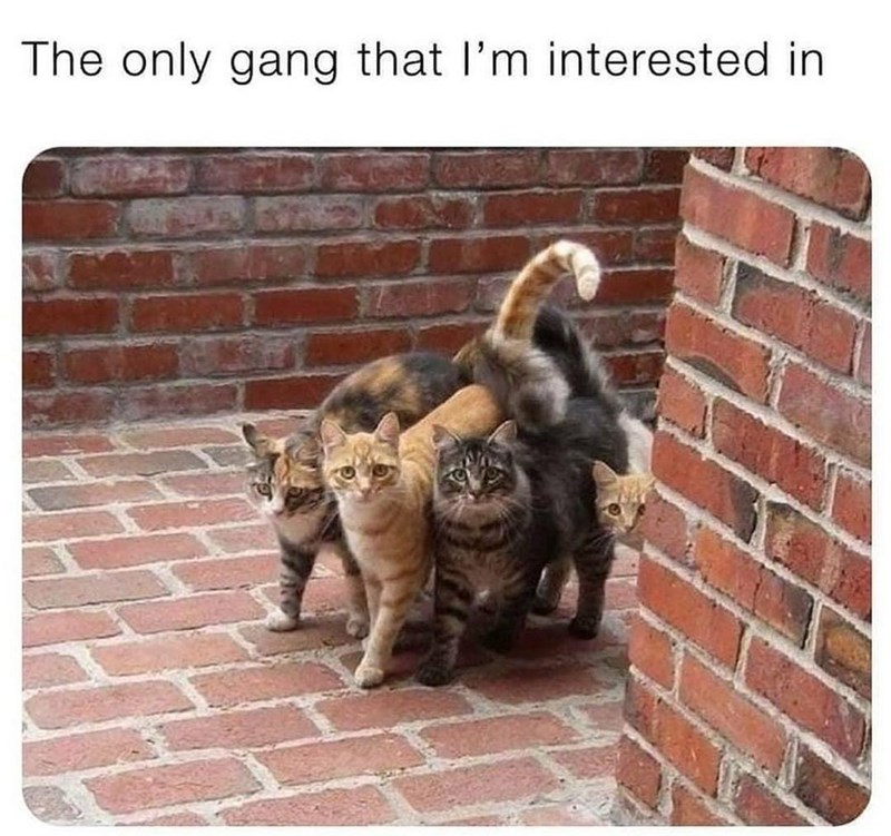 only-gang-interested