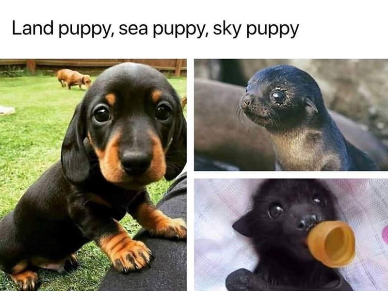 land-puppy-sea-puppy-sky-puppy