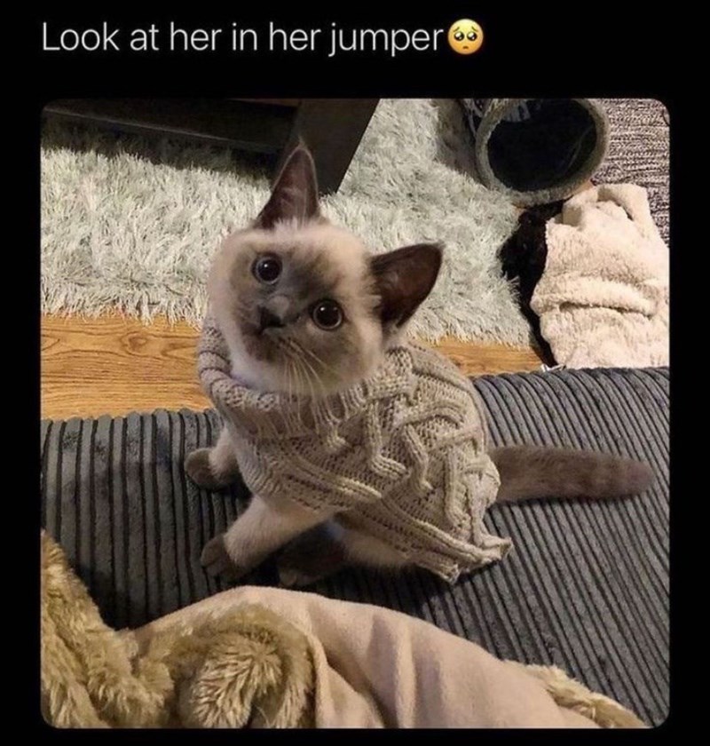 look-at-her-her-jumper