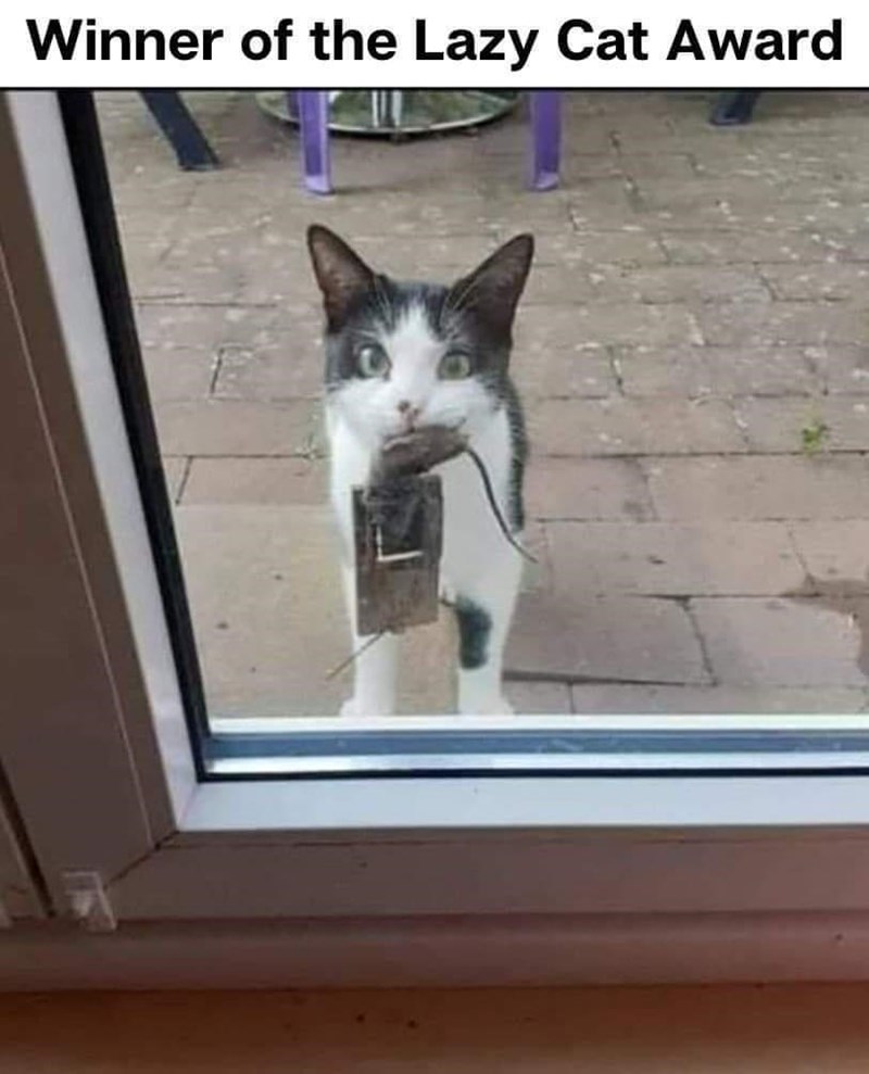 cat-winner-lazy-cat-award