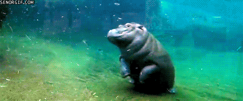 the-grace-of-a-hippo