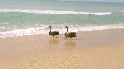 swan-family-beach-outing