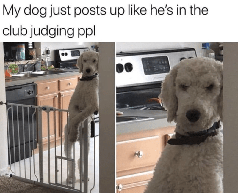 my-dog-just-posts-up-like-hes-club-judging-ppl