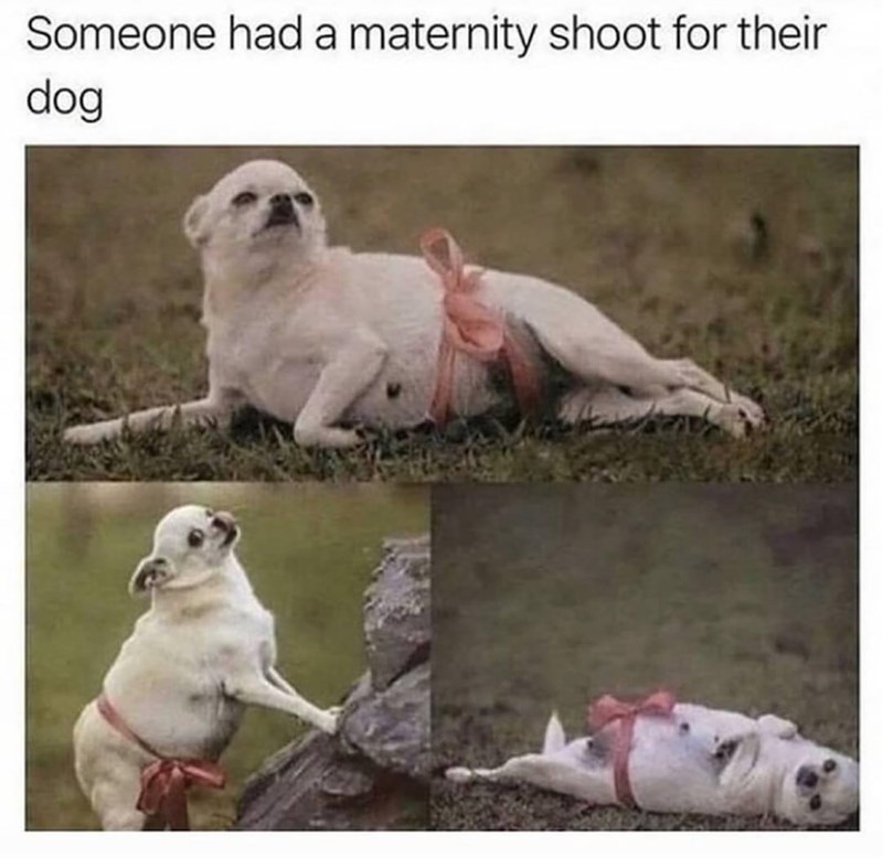 someone-had-maternity-shoot-their-dog