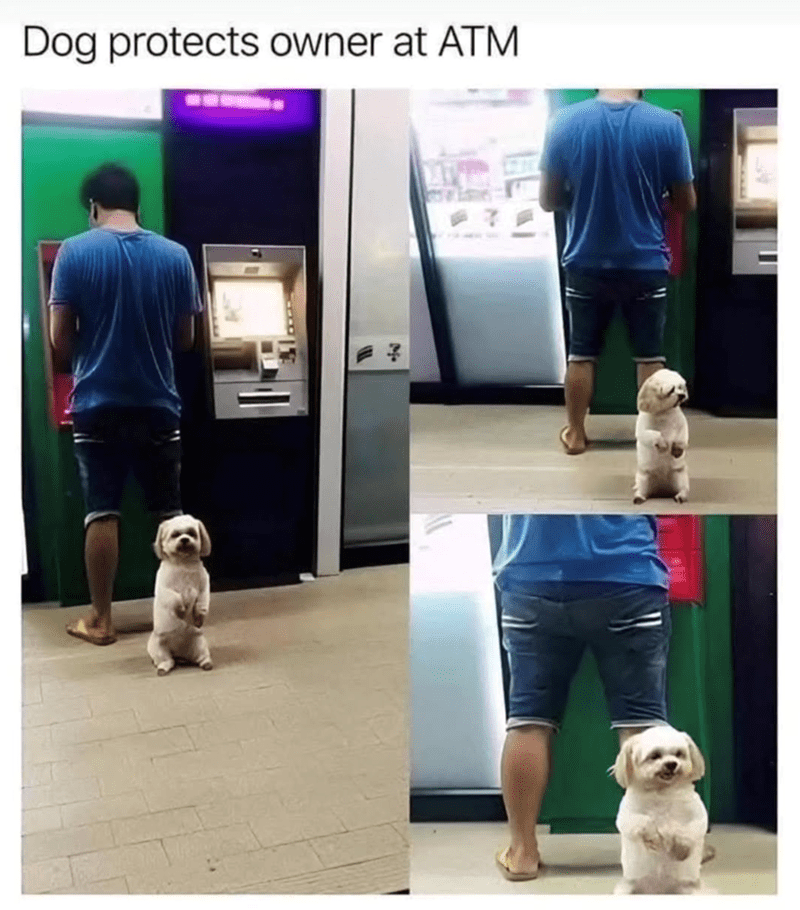 dog-protects-owner-at-atm