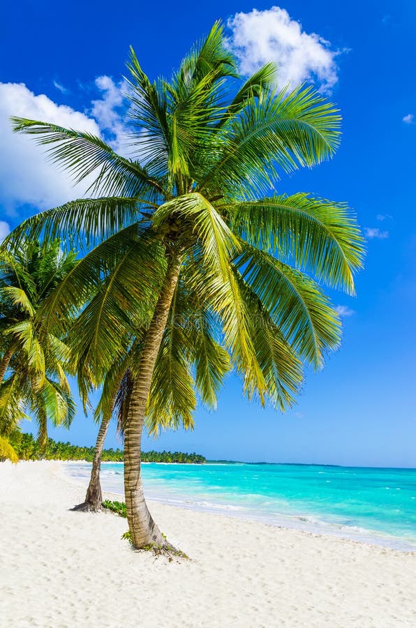 tropical-sandy-beach-palm-tree-caribbean-island-40476684.jpg
