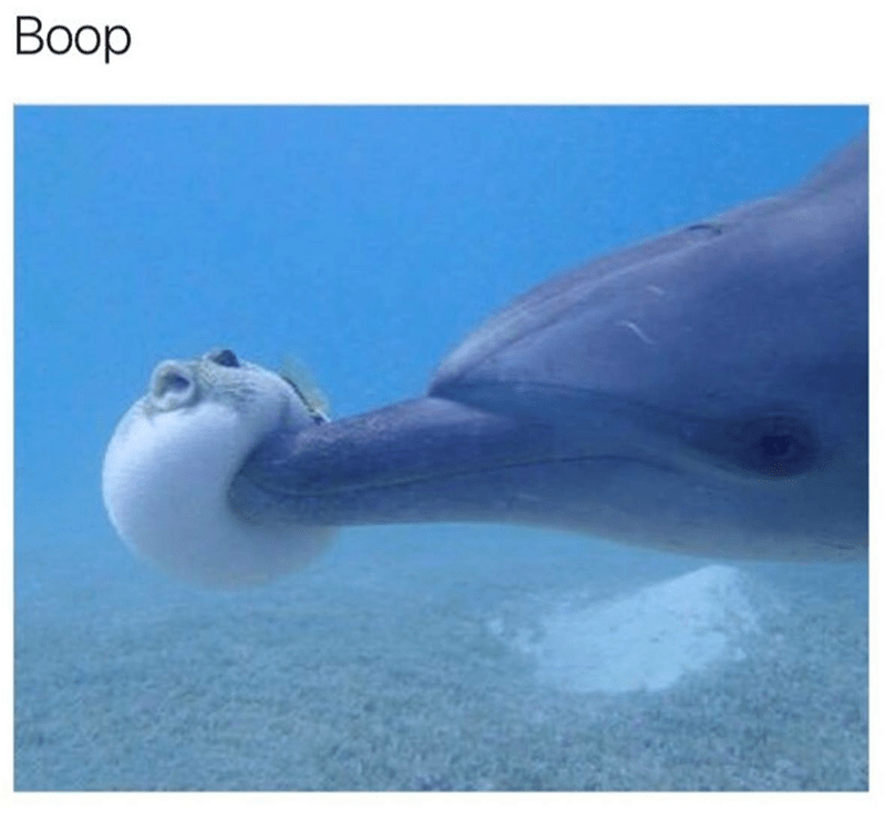 boop