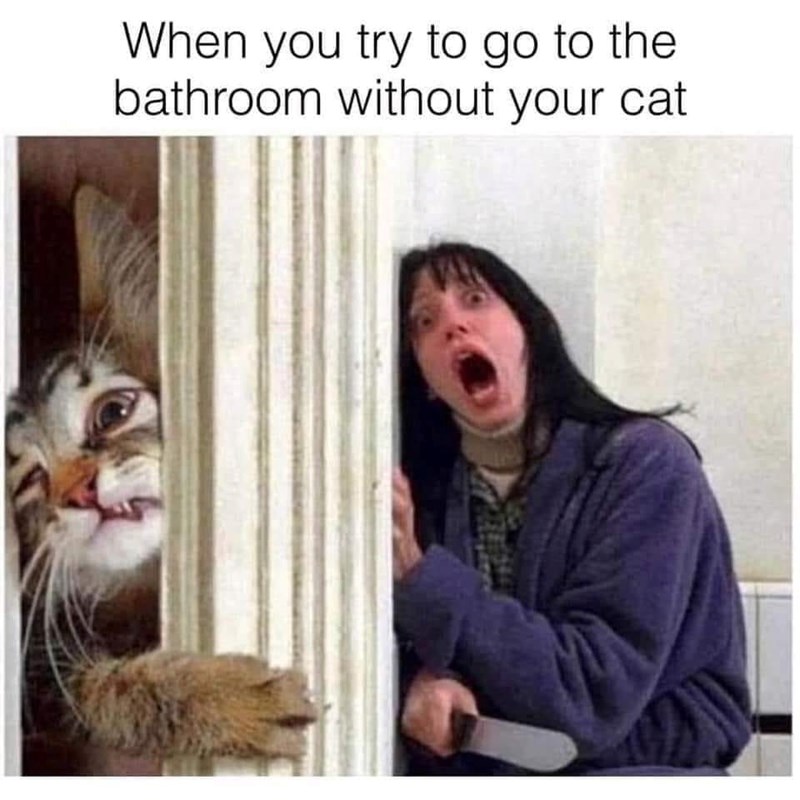 try-go-bathroom-without-cat