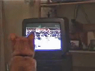boxing-kitteh