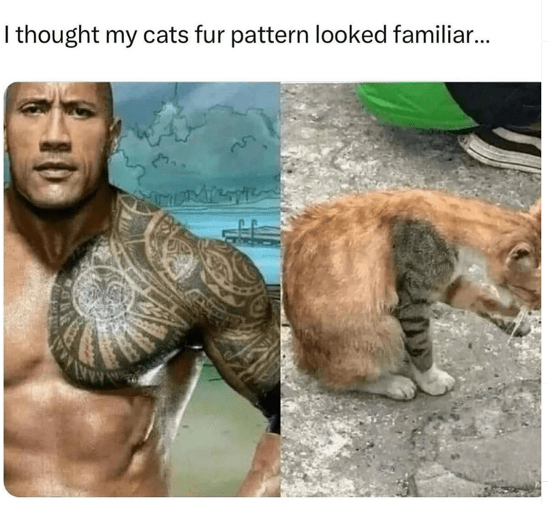 thought-my-cats-fur-pattern-looked-familiar