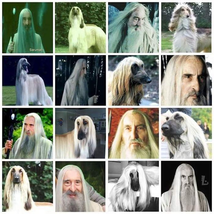 saruman-l