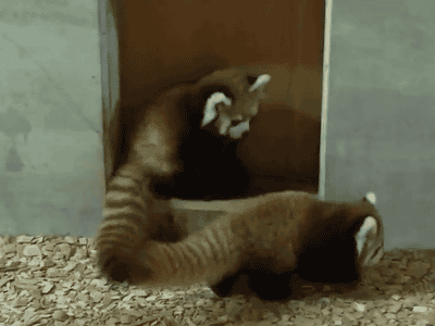 panda-pounce