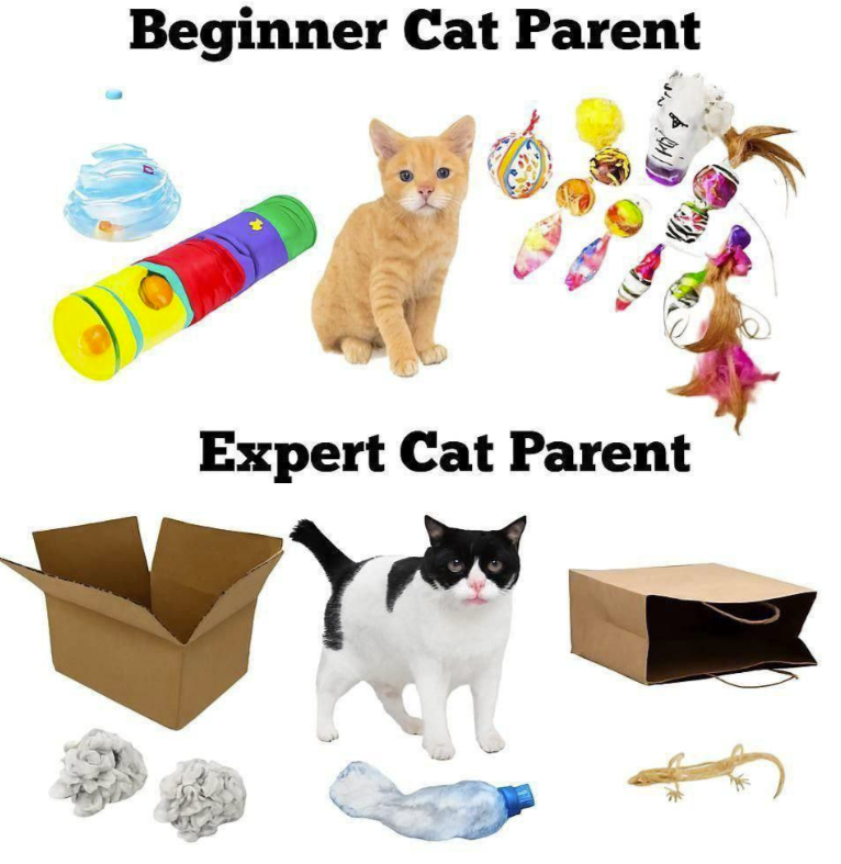 beginner-cat-parent-expert-cat-parent
