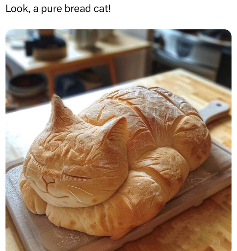 look-pure-bread-cat