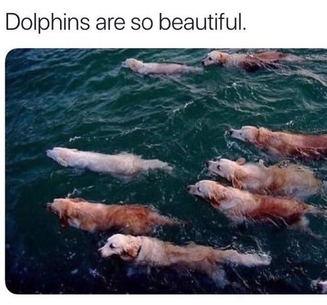dolphins-are-so-beautiful