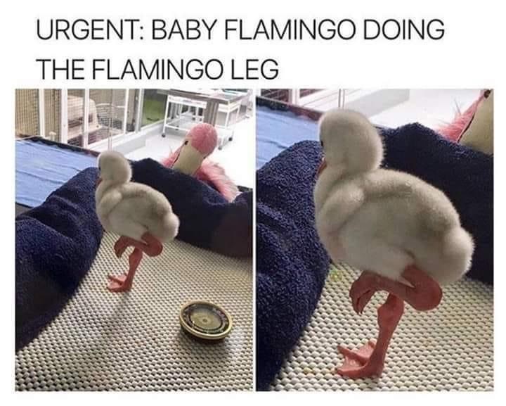 urgent-baby-flamingo-doing-flamingo-leg