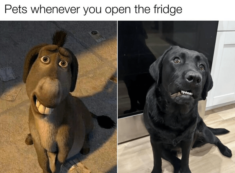 pets-whenever-open-fridge