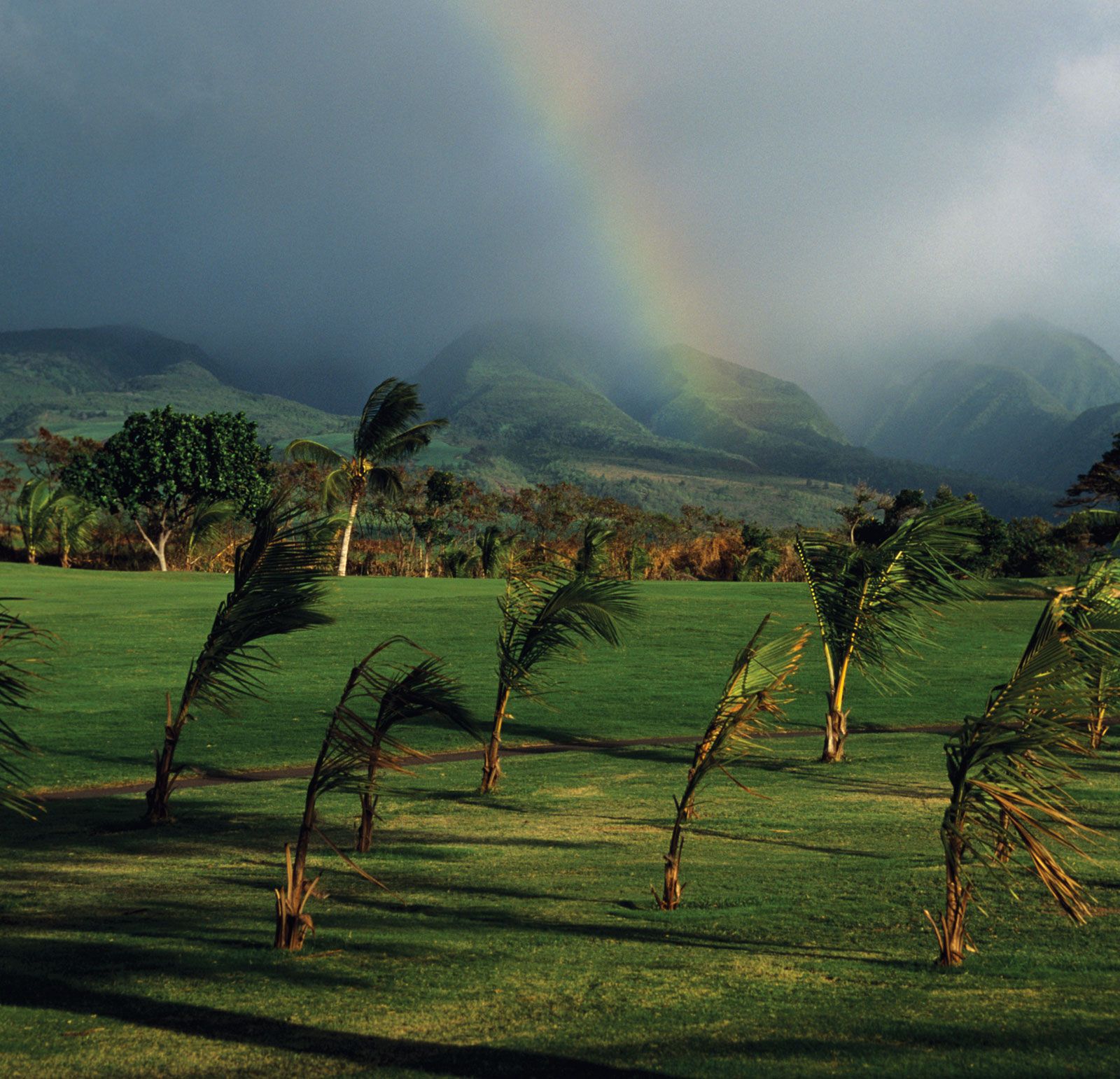 Wind-palm-trees-golf-course-Hawaii-Maui.jpg