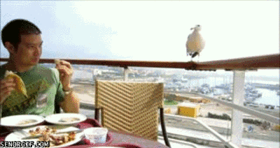 gangster-mexican-seagull