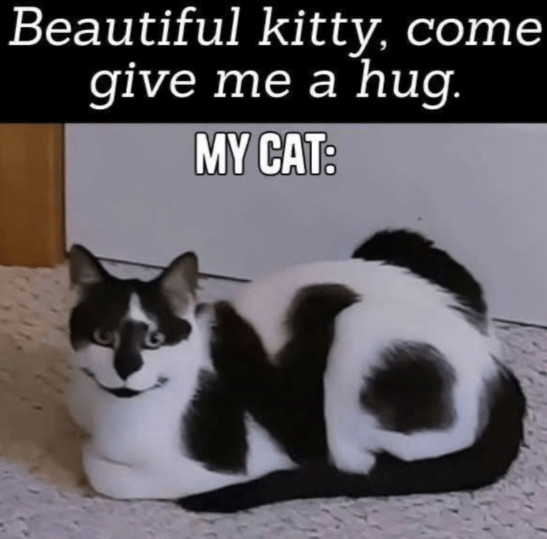 beautiful-kitty-come-give-hug-my-cat-n